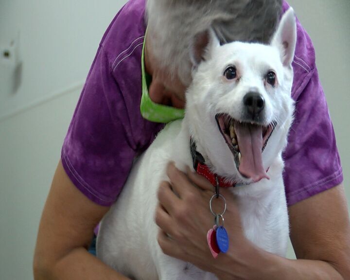 Furever Homes Olivia